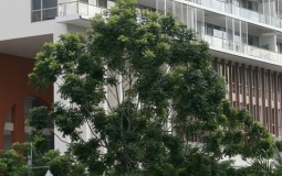 Nên "nhìn" cửa khi chọn căn hộ chung cư