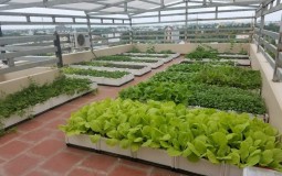 7 cách thiết kế vườn rau trên sân thượng đơn giản