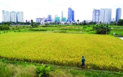 Hệ lụy chuyển đổi đất lúa sang dịch vụ
