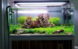 Cách làm bể thủy sinh đơn giản và hiệu quả
