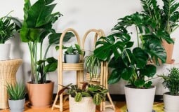 8 loại cây lọc không khí siêu tốt cho không gian nhà bạn
