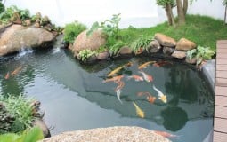 Thiết kế hồ cá trước nhà có tốt không?
