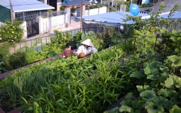 Kinh nghiệm thiết kế vườn trên mái cho nhà phố