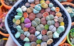 Top 15 loài cây cảnh khiến không gian nội thất sống động hơn