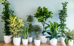 Tại sao ai cũng nên trồng ít nhất một cây cảnh trong nhà?