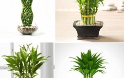Chọn cây phong thủy giúp gia chủ thu hút tài lộc và mở rộng đường quan lộ
