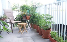 Sáng tạo không gian xanh tại ban công nhà chung cư bằng vườn cây các loại