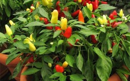 12 loại rau củ dễ trồng ngay trong nhà, vừa đẹp vừa tiện cho người nội trợ