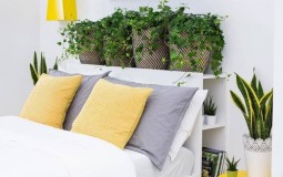 5 loại cây trồng thanh lọc không khí tốt nhất cho phòng ngủ