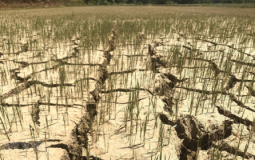Quy định về chuyển đổi đất trồng lúa, ưu tiên chuyển đổi đất sản xuất lúa hiệu quả thấp