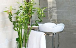 Nên chọn những loại cây nào để đặt trong phòng tắm?