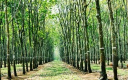 Đồng Nai: Gần 100.000 m2 đất gần Sân bay Long Thành được thu hồi để đấu giá