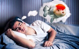 Giải mã giấc mơ thấy cá chi tiết nhất