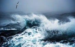 Albatrosses measure ocean background noise