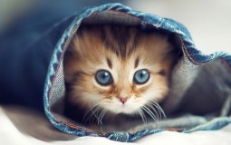 Góc hỏi: Tuổi mão là những năm nào bạn đã biết chưa?