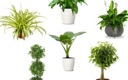 Top 10 loại cây phong thủy hợp mệnh Kim giúp vượng khí
