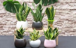 Top 15+ loại cây cảnh để trong phòng ngủ tốt cho sức khỏe