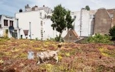 The heavy expectations of green roofs