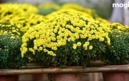 Mẹo cắm hoa cúc vàng để bàn thờ đẹp thu hút tài lộc