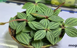 Cây bình an mang ý nghĩa gì? Phong thuỷ, cách trồng và cách chăm sóc