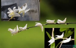 Lan bạch câu và 3 kỹ thuật trồng cây hiệu quả nhất!