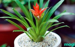 Cây phong lộc hoa hợp mệnh gì? Ý nghĩa phong thủy cùng cách trồng và chăm sóc