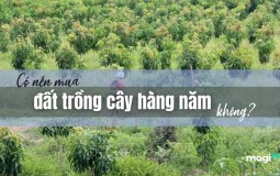 Có nên mua đất trồng cây hàng năm không? Những lưu ý khi mua đất trồng cây hàng năm