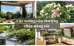 Top 15 cây trồng sân thượng chịu nắng tốt, giúp lọc không khí, dễ chăm sóc