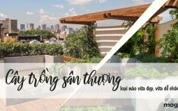 11+ cây trồng sân thượng đẹp và sức sống cao, dễ chăm sóc nhất