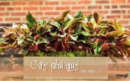 Cây phú quý hợp mệnh gì? Những ai nên chọn cây phú quý để trồng?