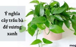 Cây trầu bà đế vương xanh hợp tuổi nào? Ý nghĩa, cách chăm sóc