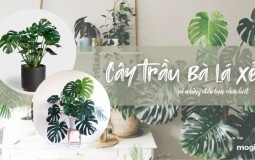 Cây trầu bà lá xẻ có bao nhiêu loại? Ý nghĩa và cách trồng hiệu quả nhất