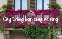 Cây trồng ban công dễ sống, 31+ loại cây dễ chăm sóc, lý tưởng nhất cho gia đình bạn