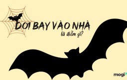 Dơi bay vào nhà là điềm gì? Tốt hay xấu?