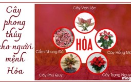 Top 10 loại cây phong thủy mang đến may mắn cho người mệnh Hỏa