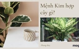 Top 11 loại cây phong thủy mang lại may mắn tài lộc cho người mệnh Kim