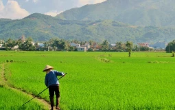 Đất phần trăm là gì? Những lưu ý khi sử dụng đất phần trăm