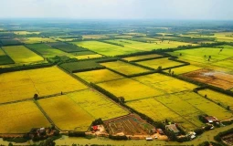 Đất sào là gì? Có nên mua đất sào hay không?