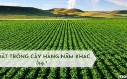 Đất trồng cây hàng năm khác là gì? Điều kiện chuyển đổi lên đất thổ cư