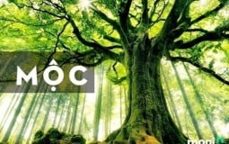 Mệnh Mộc hợp cây gì? 15+ loại cây hợp với người mệnh Mộc