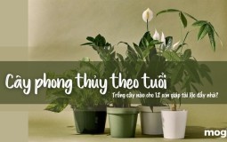 Trồng cây phong thủy theo tuổi cho 12 con giáp tài lộc, bình an