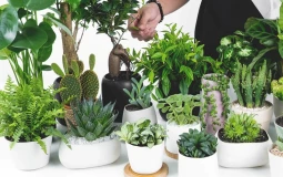 Mệnh mộc hợp cây gì để bàn làm việc và cách chăm sóc cây cảnh phong thủy như thế nào?