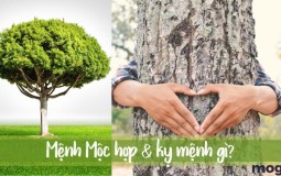 Mệnh Mộc hợp mệnh gì để làm ăn thuận lợi, thu hút tiền tài