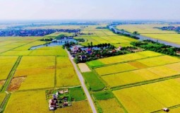 Bộ Tài chính đề xuất sửa quy định về quản lý, sử dụng đất trồng lúa