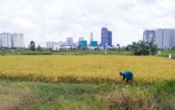 TP.HCM: Đề xuất chuyển hàng ngàn hecta đất lúa để làm dự án bất động sản