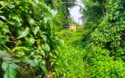 Hàng loạt đất công bỏ hoang trên địa bàn quận Bình Tân