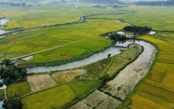 3 phương án về chuyển nhượng đất trồng lúa trong Luật Đất đai sửa đổi