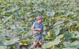 Hà Nội: Đấu giá cho thuê 35.000m2 đất tại Tây Hồ