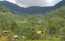 Lâm Đồng: Xem xét chuyển mục đích sử dụng rừng để xây dựng bãi chôn lấp chất thải rắn