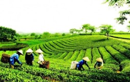 Xử lý dứt điểm tình trạng tranh chấp đất đai tại các công ty nông, lâm nghiệp